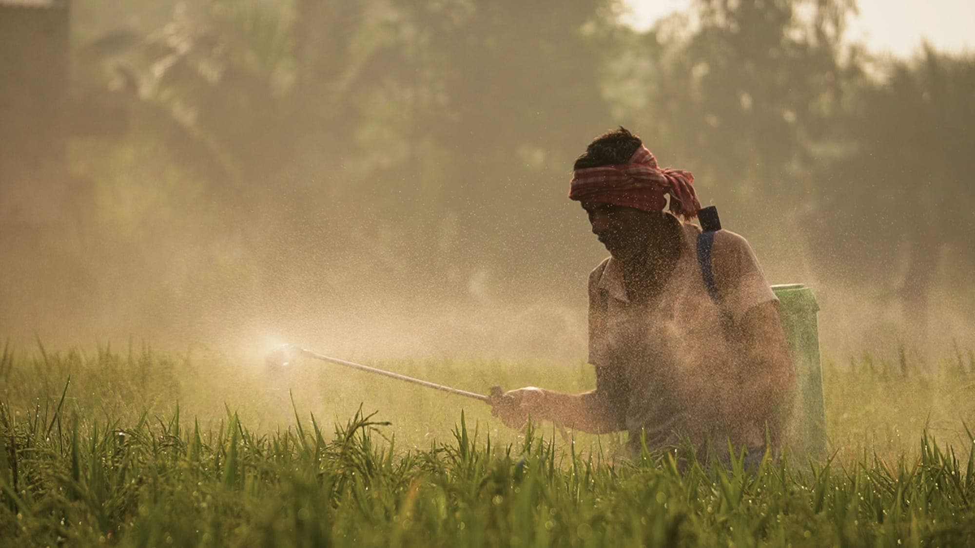 Same Rainfall, Same Payout: How Index-Based Insurance Removes the Guesswork from Crop Protection